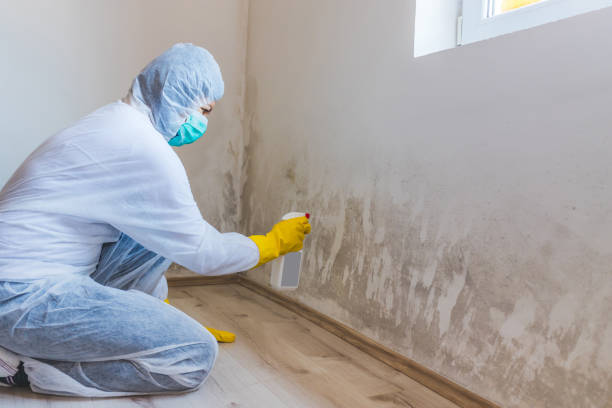 Licensed Mold Remediation service in Wenham, MA - WQB Mold Removal